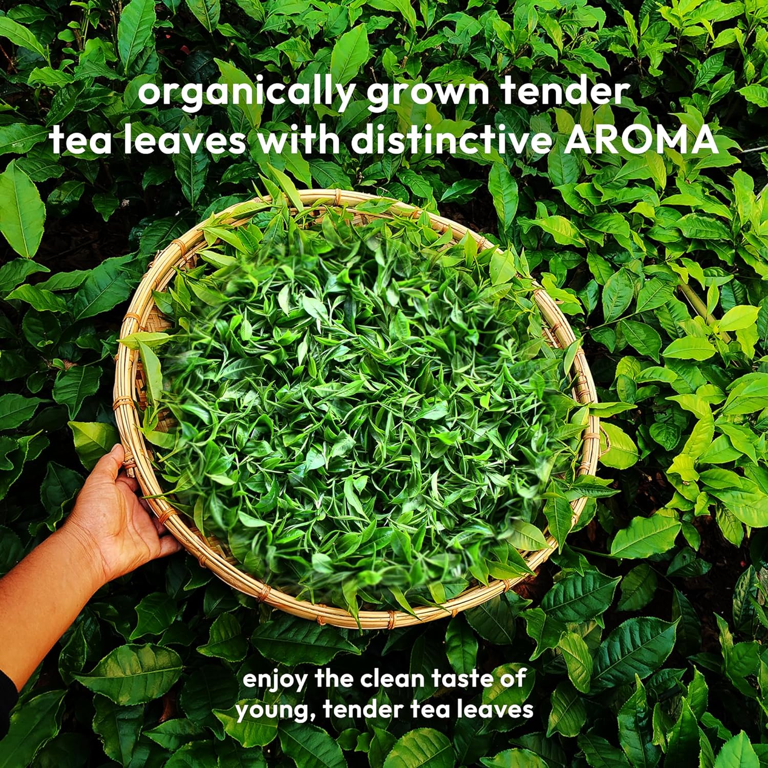 Rare Green Tea + Tulsi