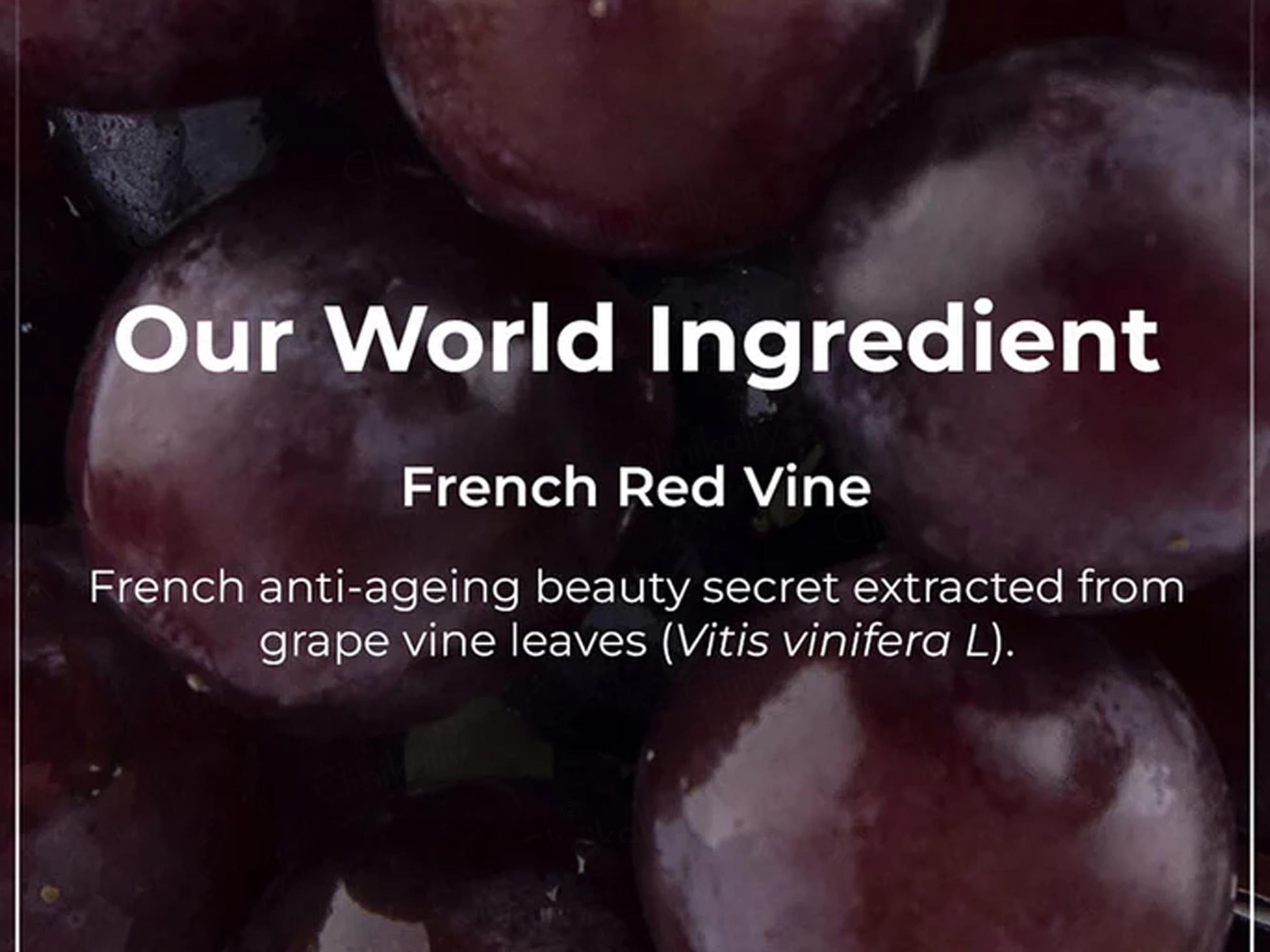 Pilgrim Red Vine Face Cream SPF 30