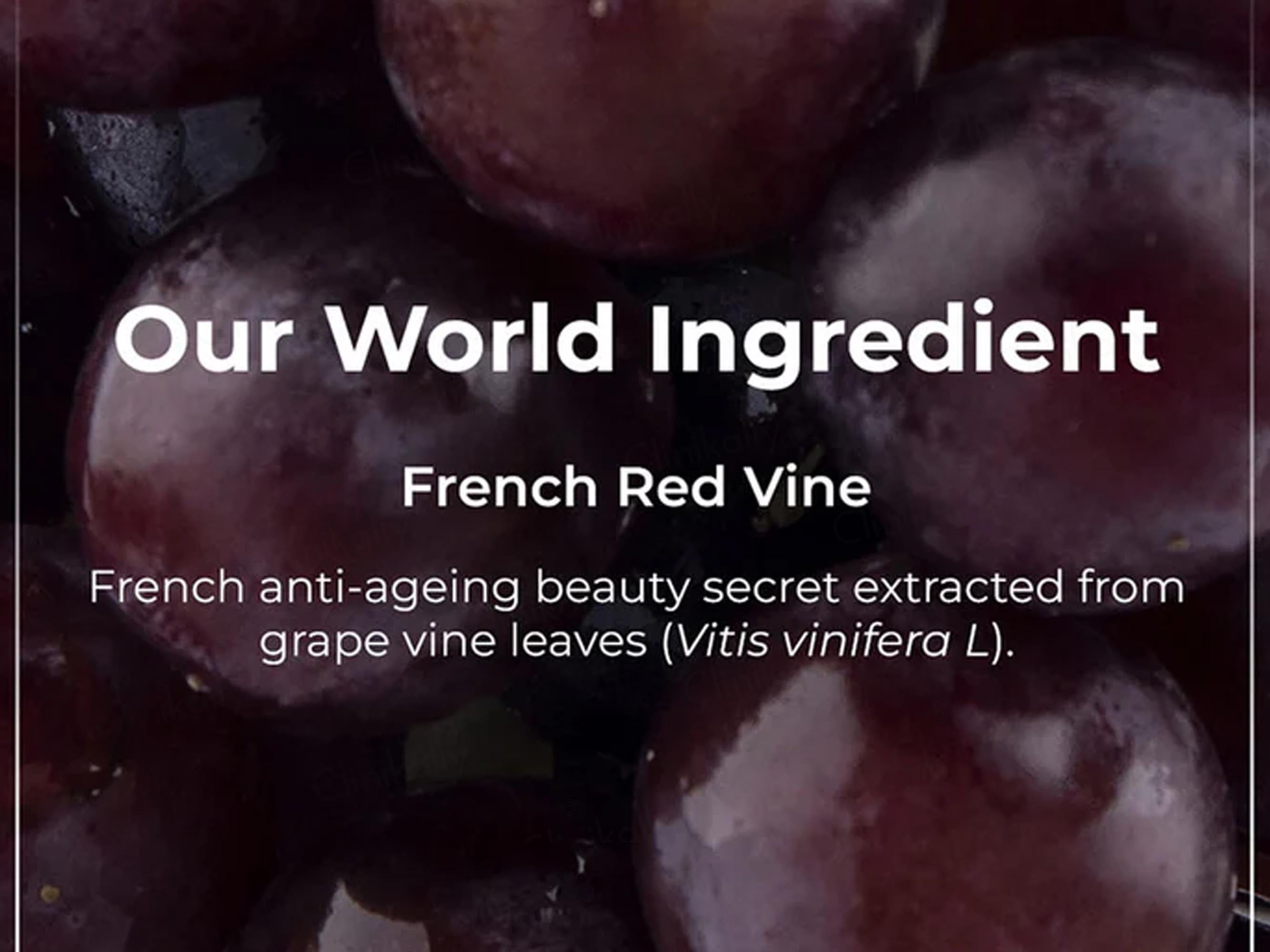 Pilgrim Red Vine Face Cream SPF 30